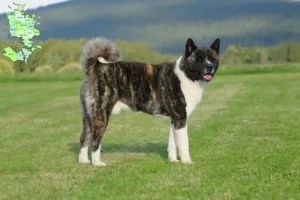 Read more about the article Akita breeders and puppies in Sjælland