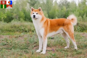 Read more about the article Akita breeders and puppies in South Bohemia