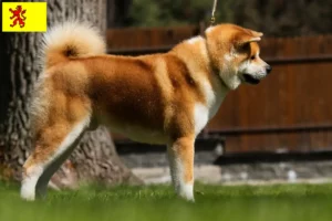 Read more about the article Akita breeders and puppies in South Holland