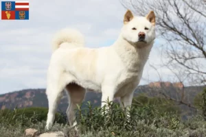 Read more about the article Akita breeders and puppies in South Moravia