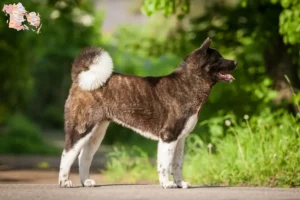 Read more about the article Akita breeders and puppies in Syddanmark