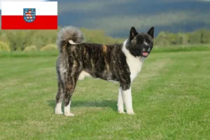 Read more about the article Akita breeders and puppies in Thuringia