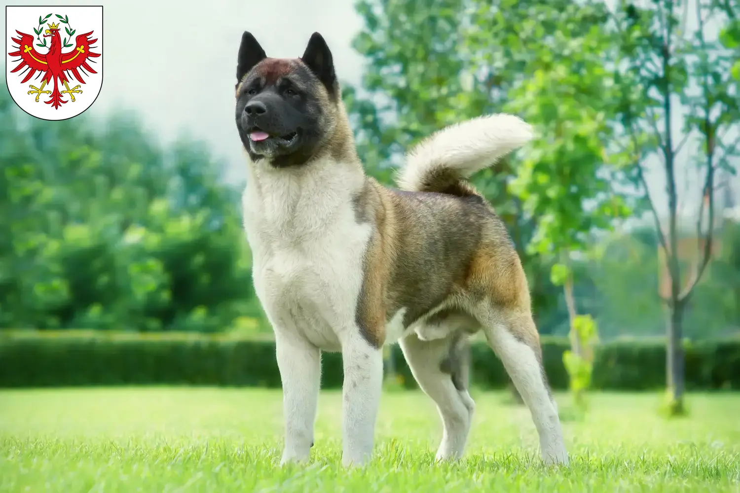 Read more about the article Akita breeders and puppies in Tyrol