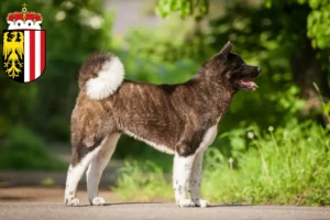 Read more about the article Akita breeders and puppies in Upper Austria
