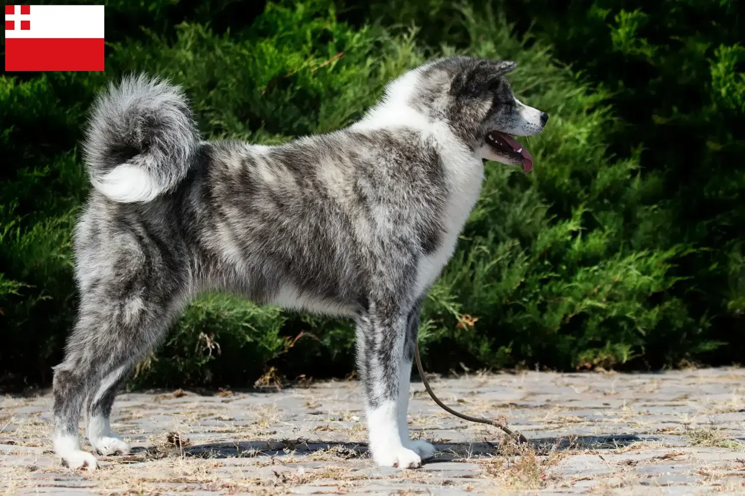 Read more about the article Akita breeders and puppies in Utrecht