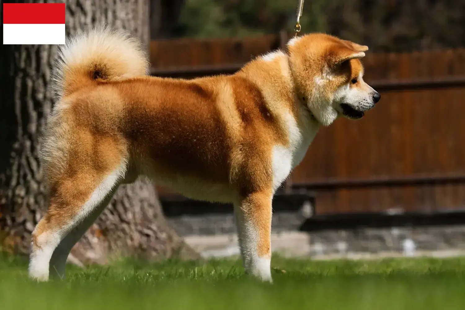 Read more about the article Akita breeders and puppies in Vienna