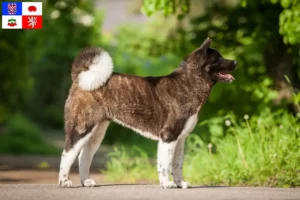 Read more about the article Akita breeders and puppies in Vysočina
