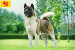 Read more about the article Akita breeders and puppies in Walloon Region