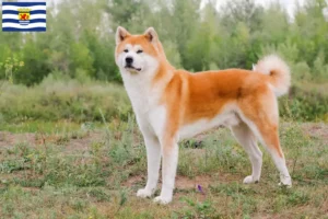 Read more about the article Akita breeders and puppies in Zeeland