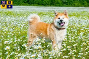 Read more about the article Akita breeders and puppies in Zlín