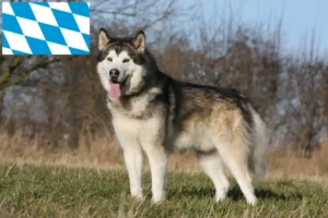 Read more about the article Alaskan Malamute breeders and puppies in Bavaria