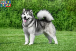 Read more about the article Alaskan Malamute breeders and puppies in Bourgogne-Franche-Comté