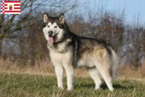 Read more about the article Alaskan Malamute breeders and puppies in Bremen