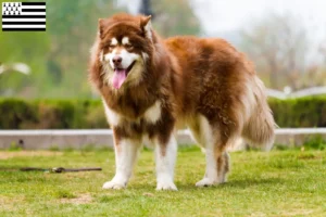 Read more about the article Alaskan Malamute breeders and puppies in Brittany