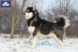 Read more about the article Alaskan Malamute breeders and puppies in Brussels-Capital Region
