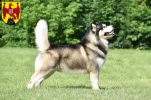 Read more about the article Alaskan Malamute breeders and puppies in Burgenland