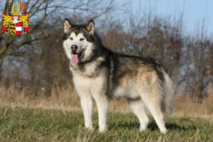 Read more about the article Alaskan Malamute breeders and puppies in Carinthia