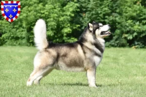 Read more about the article Alaskan Malamute breeders and puppies in Centre-Val de Loire