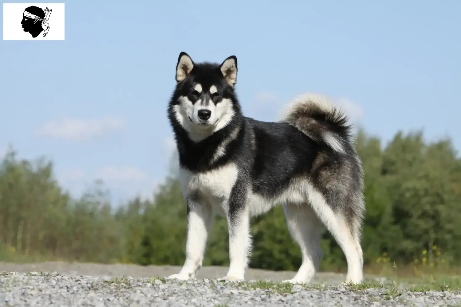 Read more about the article Alaskan Malamute breeders and puppies in Corsica