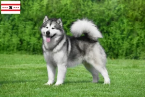 Read more about the article Alaskan Malamute breeders and puppies in Drenthe
