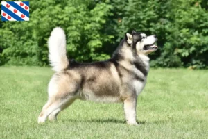 Read more about the article Alaskan Malamute breeders and puppies in Friesland