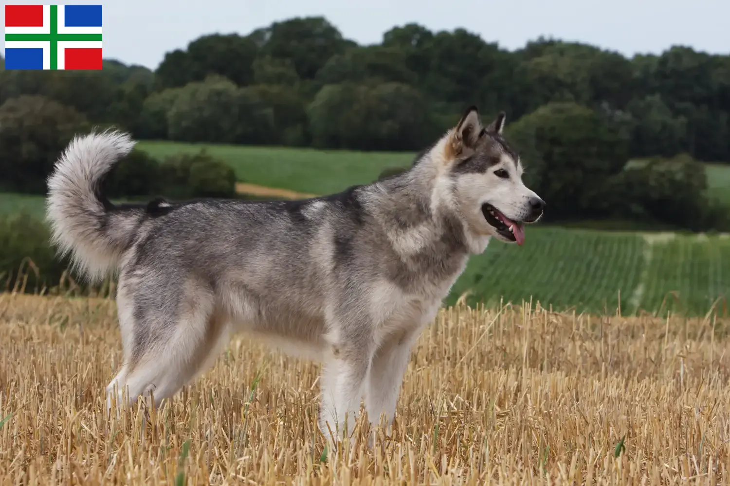 Read more about the article Alaskan Malamute breeders and puppies in Groningen