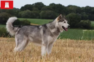 Read more about the article Alaskan Malamute breeders and puppies in Hamburg