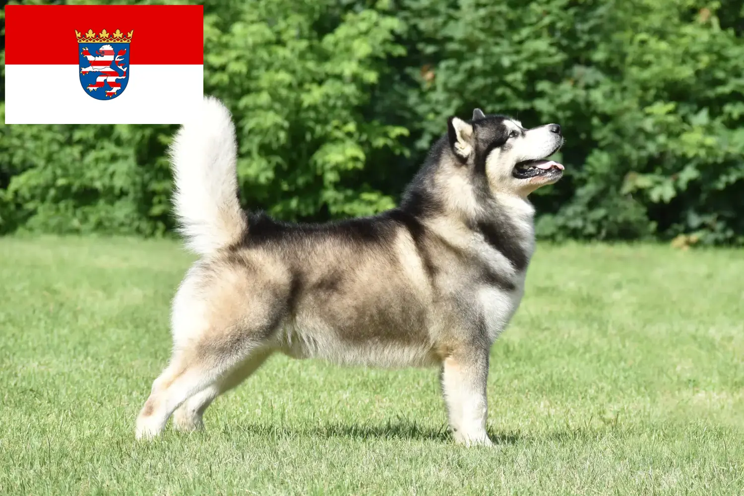 Read more about the article Alaskan Malamute breeders and puppies in Hessen