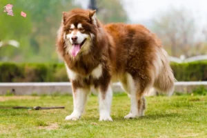 Read more about the article Alaskan Malamute breeders and puppies in Hovedstaden