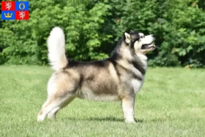Read more about the article Alaskan Malamute breeders and puppies in Hradec Králové