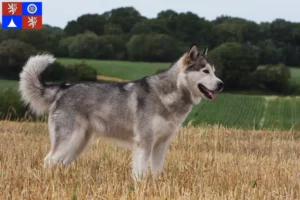 Read more about the article Alaskan Malamute breeders and puppies in Liberec