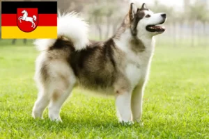 Read more about the article Alaskan Malamute breeders and puppies in Lower Saxony