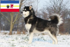 Read more about the article Alaskan Malamute breeders and puppies in Mecklenburg-Vorpommern