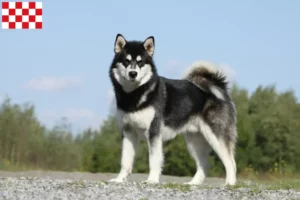 Read more about the article Alaskan Malamute breeders and puppies in North Brabant