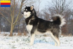 Read more about the article Alaskan Malamute breeders and puppies in North Holland