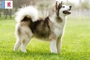 Read more about the article Alaskan Malamute breeders and puppies in Nouvelle-Aquitaine