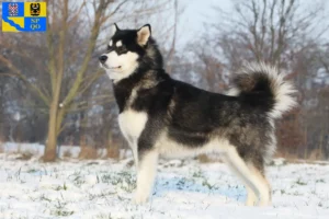 Read more about the article Alaskan Malamute breeders and puppies in Olomouc