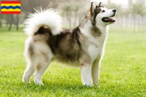 Read more about the article Alaskan Malamute breeders and puppies in Overijssel