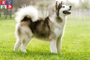 Read more about the article Alaskan Malamute breeders and puppies in Pardubice