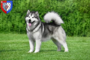 Read more about the article Alaskan Malamute breeders and puppies in Pays de la Loire