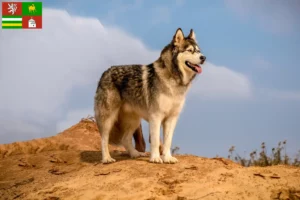 Read more about the article Alaskan Malamute breeders and puppies in Pilsen