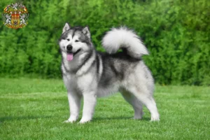 Read more about the article Alaskan Malamute breeders and puppies in Prague