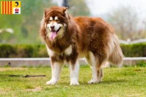 Read more about the article Alaskan Malamute breeders and puppies in Provence-Alpes-Côte d’Azur