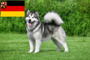 Read more about the article Alaskan Malamute breeders and puppies in Rhineland-Palatinate