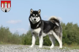 Read more about the article Alaskan Malamute breeders and puppies in Salzburg