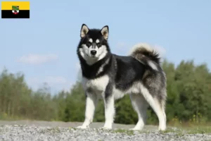 Read more about the article Alaskan Malamute breeders and puppies in Saxony-Anhalt
