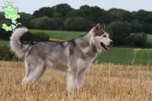 Read more about the article Alaskan Malamute breeders and puppies in Sjælland