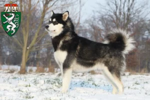 Read more about the article Alaskan Malamute breeders and puppies in Styria