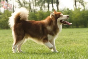 Read more about the article Alaskan Malamute breeders and puppies in Syddanmark