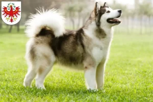 Read more about the article Alaskan Malamute breeders and puppies in Tyrol